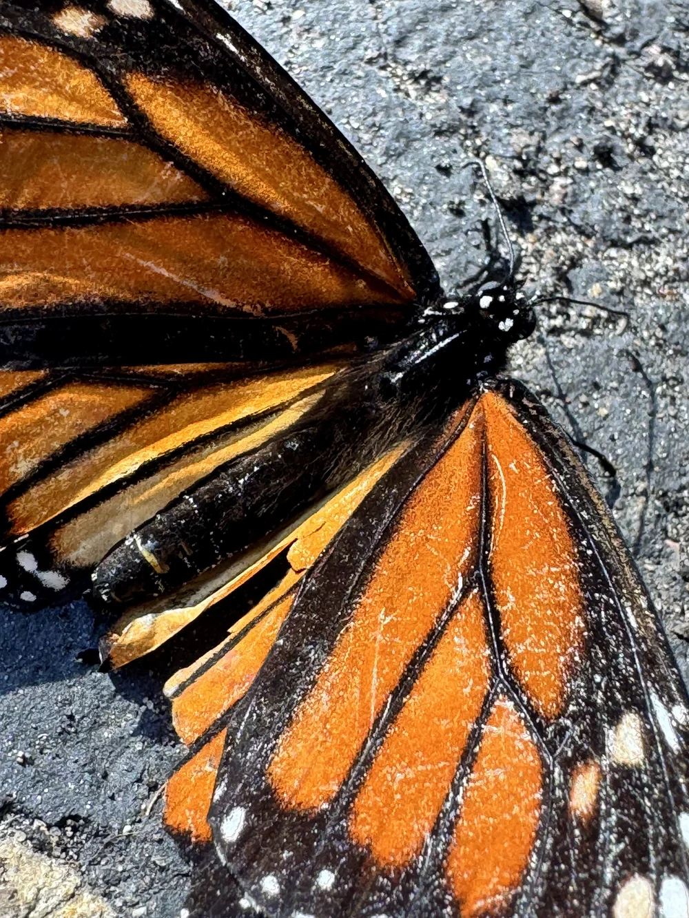 Monarch butterfly wing
