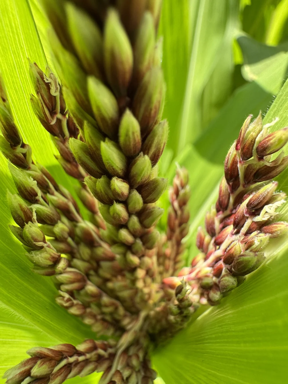 Budding flower spike