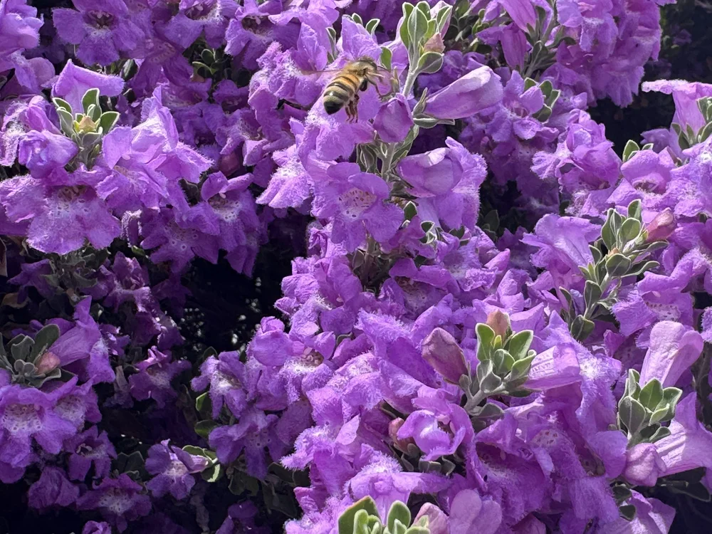 Purple blossoms