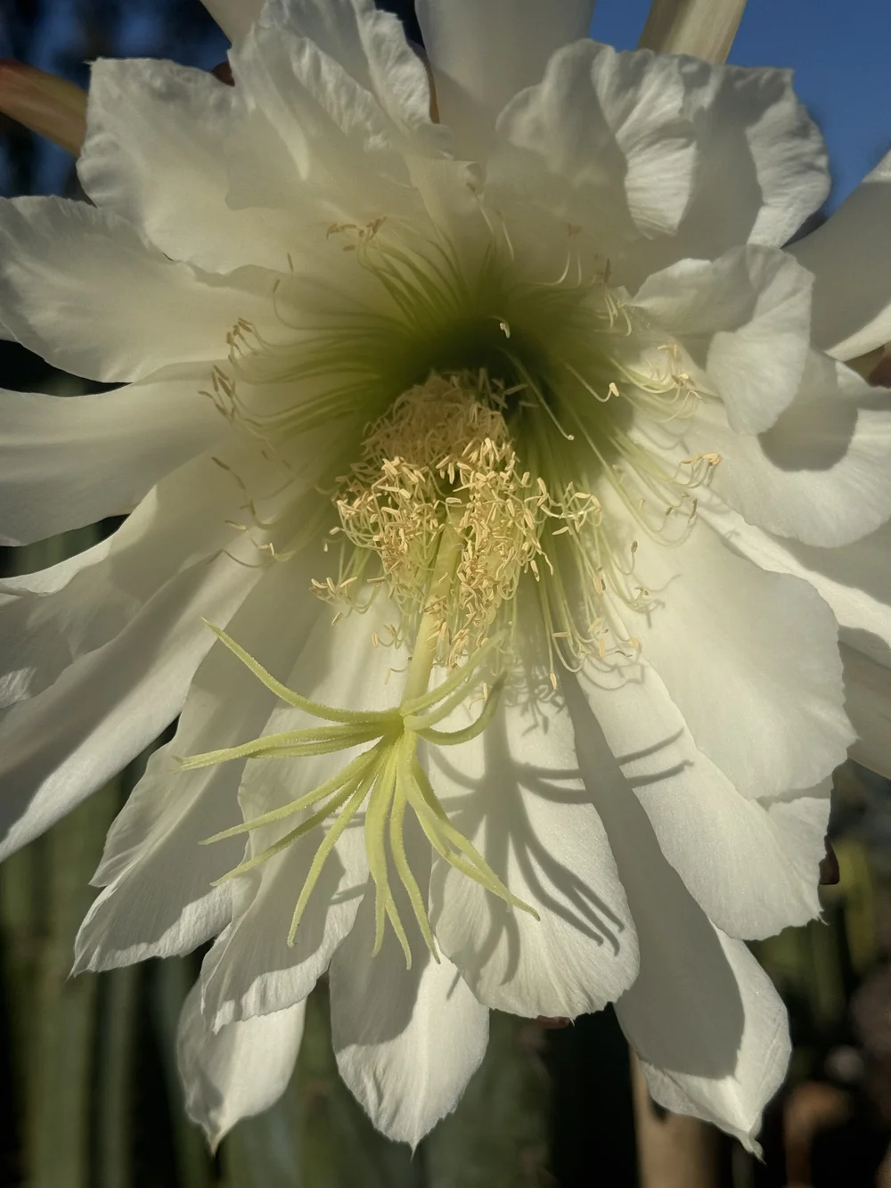 Night-blooming cactus flower