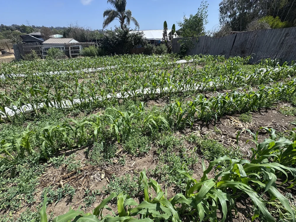 Garden rows