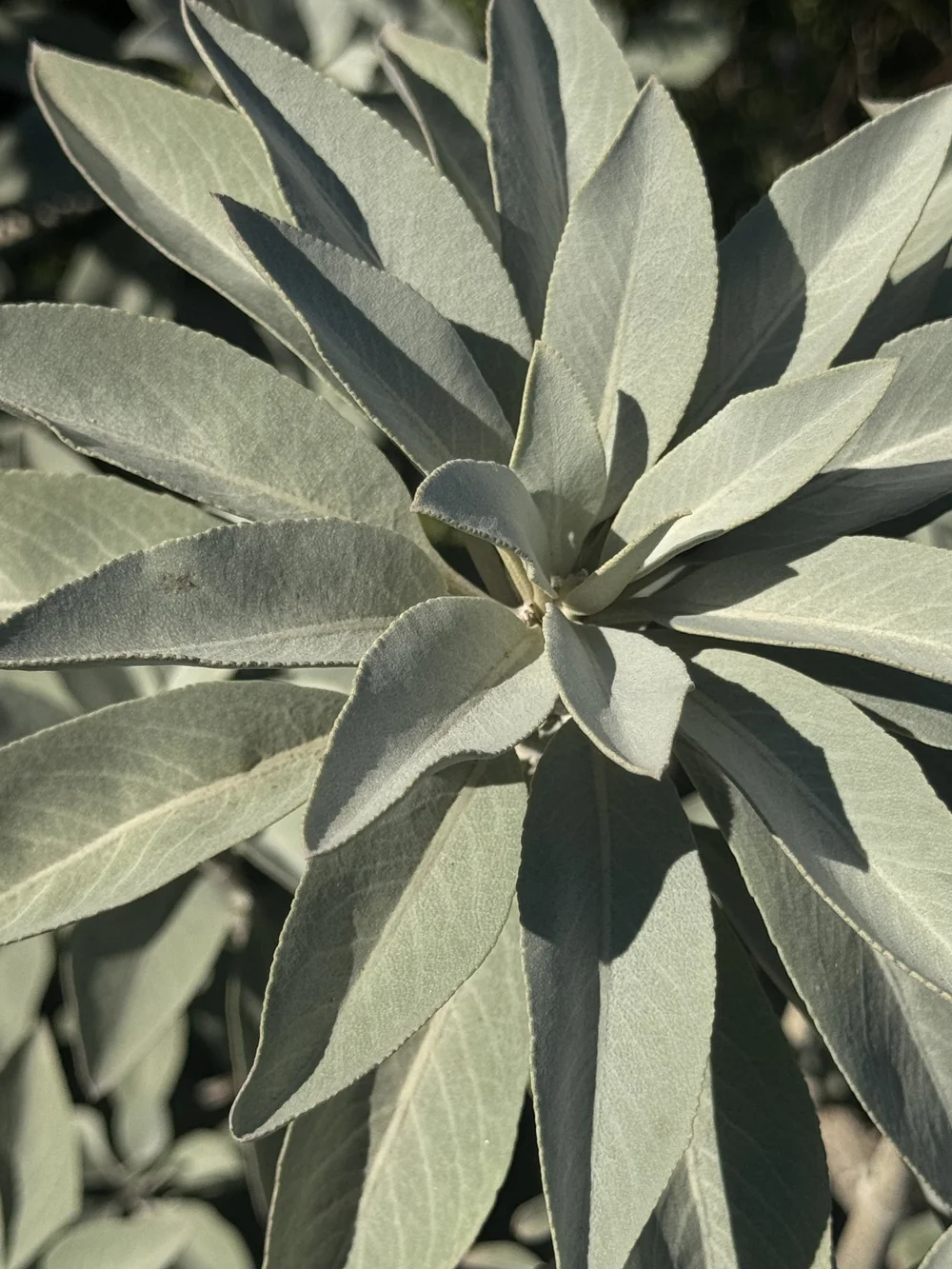 Silver sage