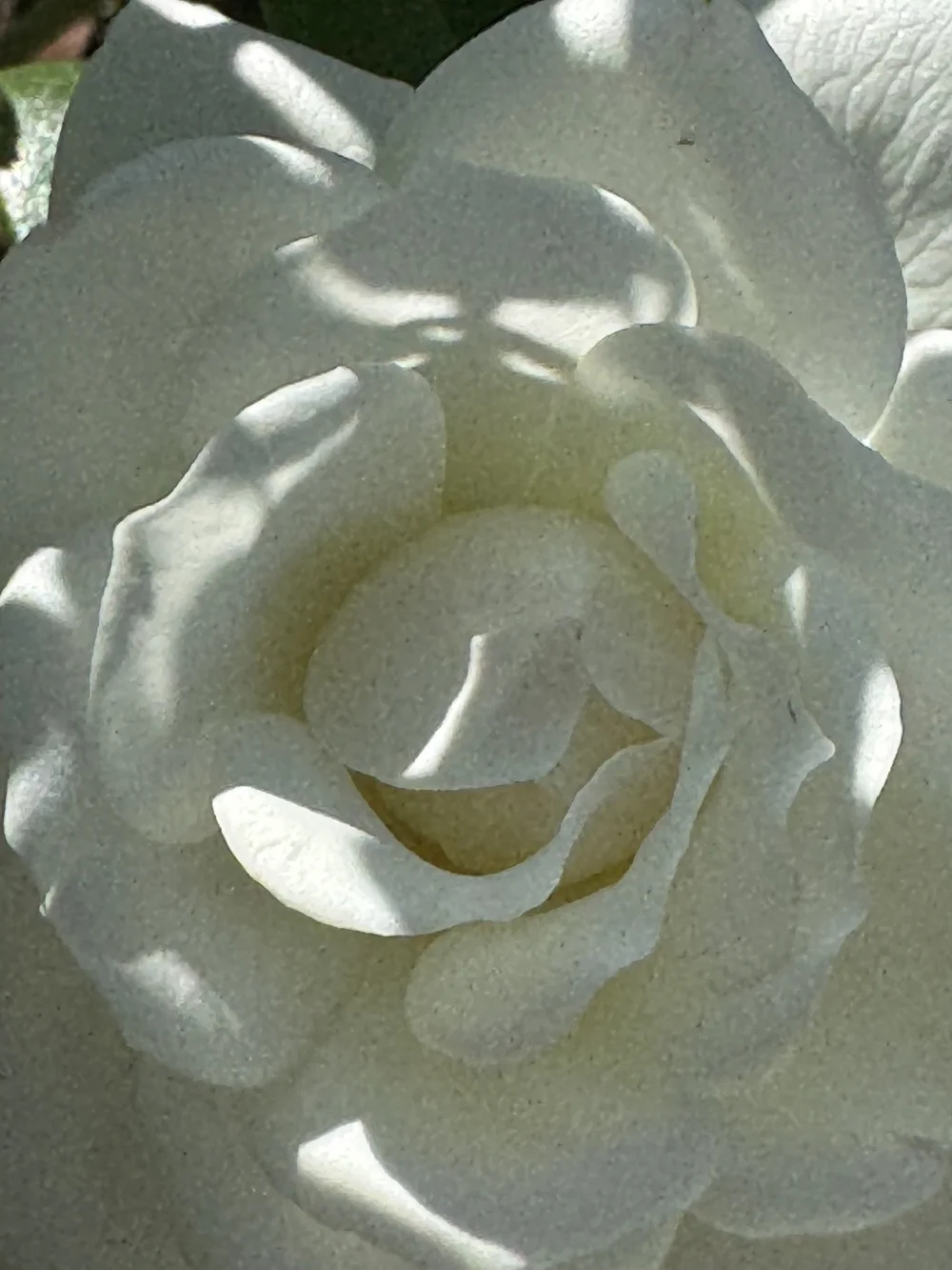 White rose