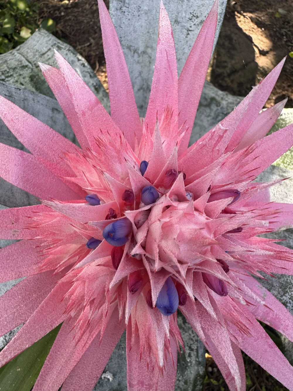 Pink bromeliad bloom