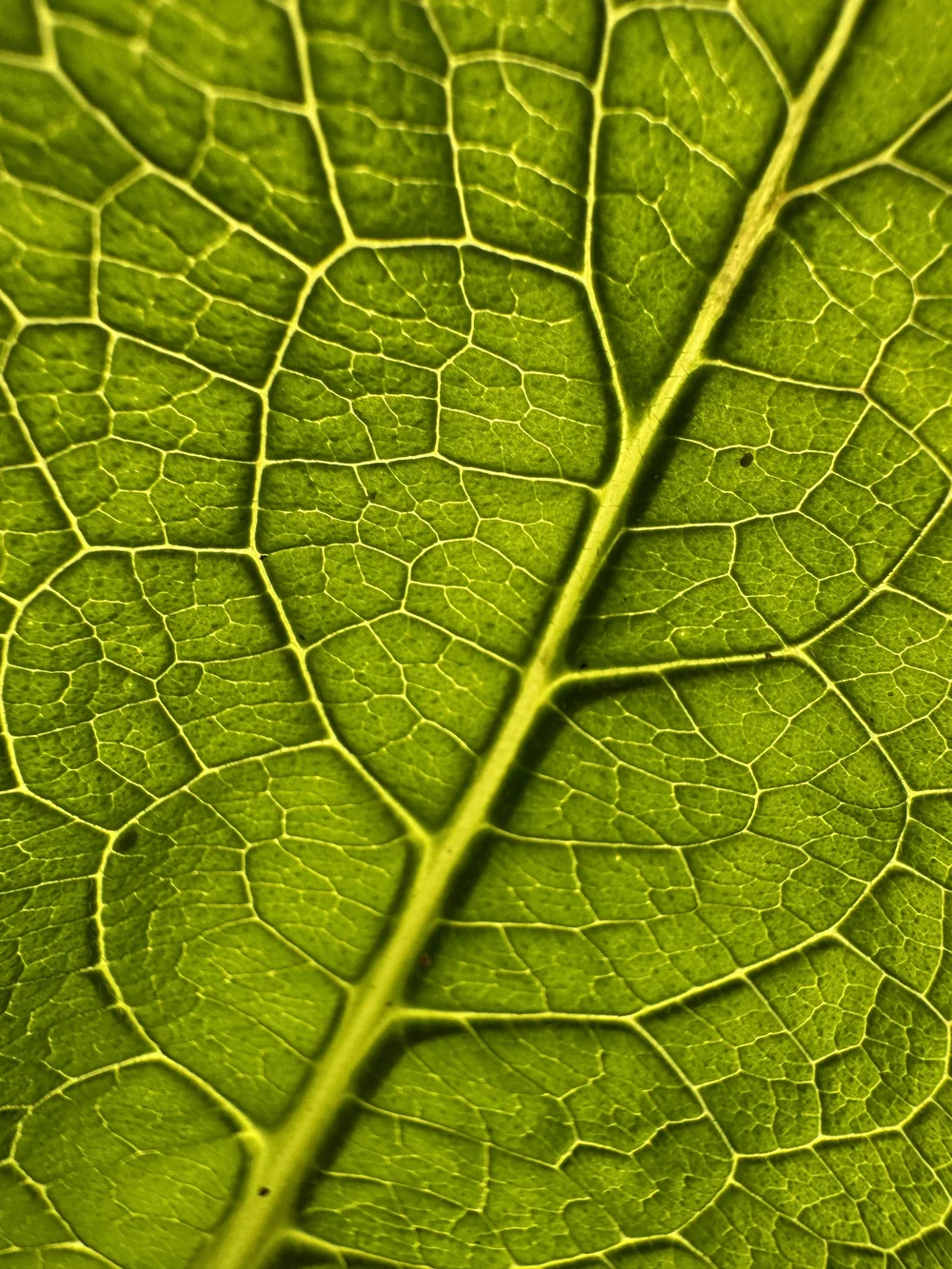 Backlit leaf veins