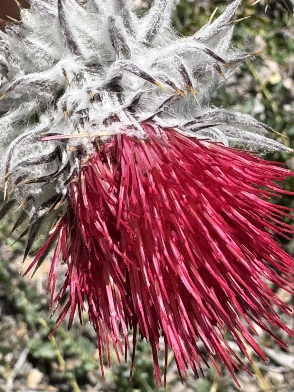 Red bottlebrush flower