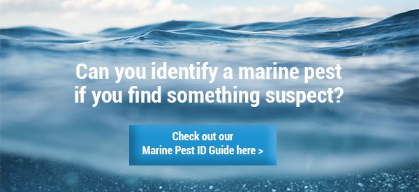 Marine Pest ID Guide