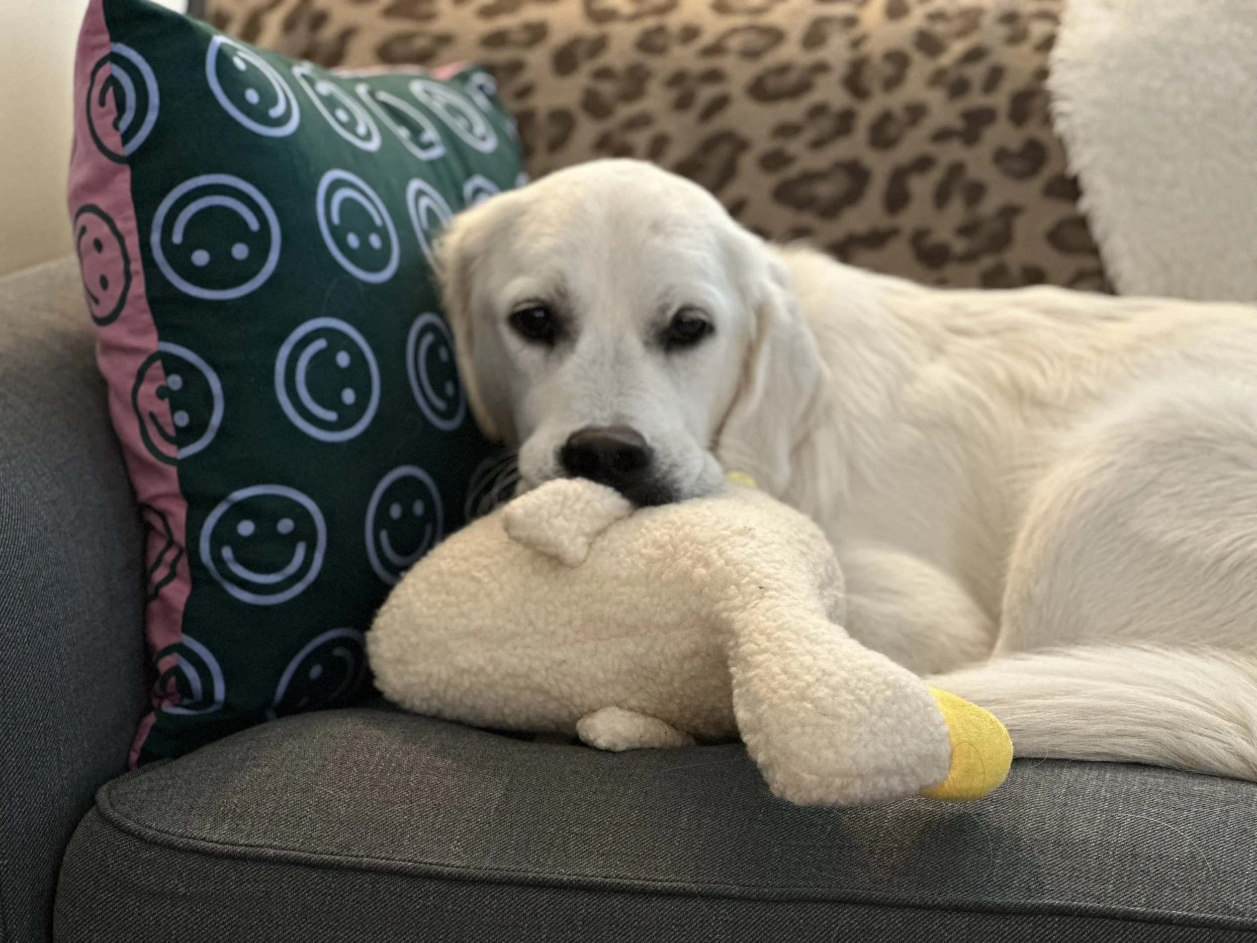 Pepper Walsh, therapy dog
