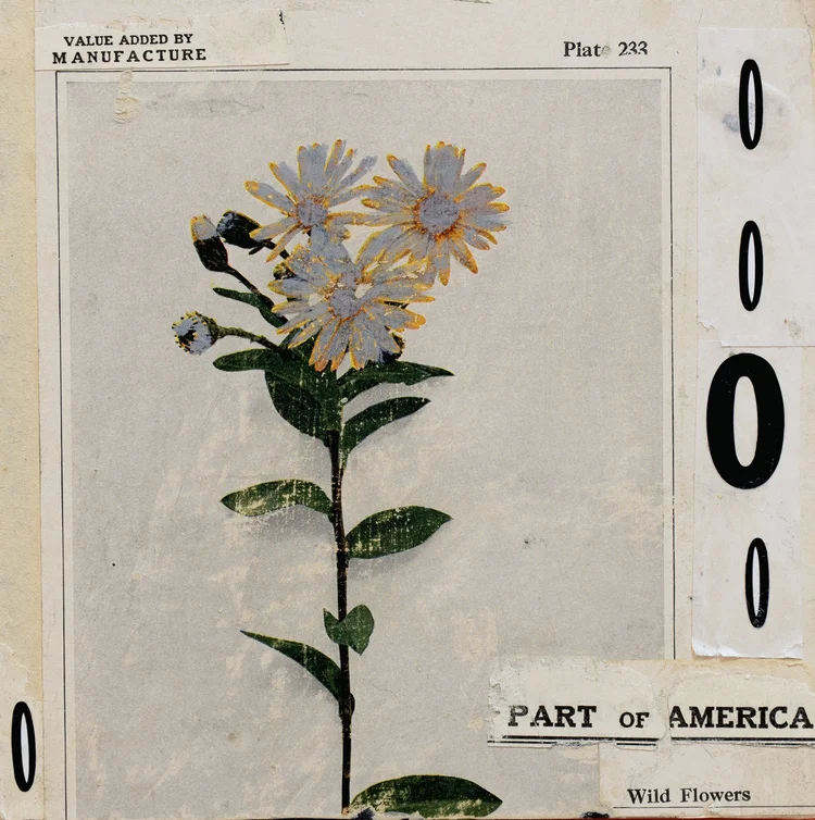 collage with a central flower, a wild flower, and collage elements of zeros and text saying "Part of America"
