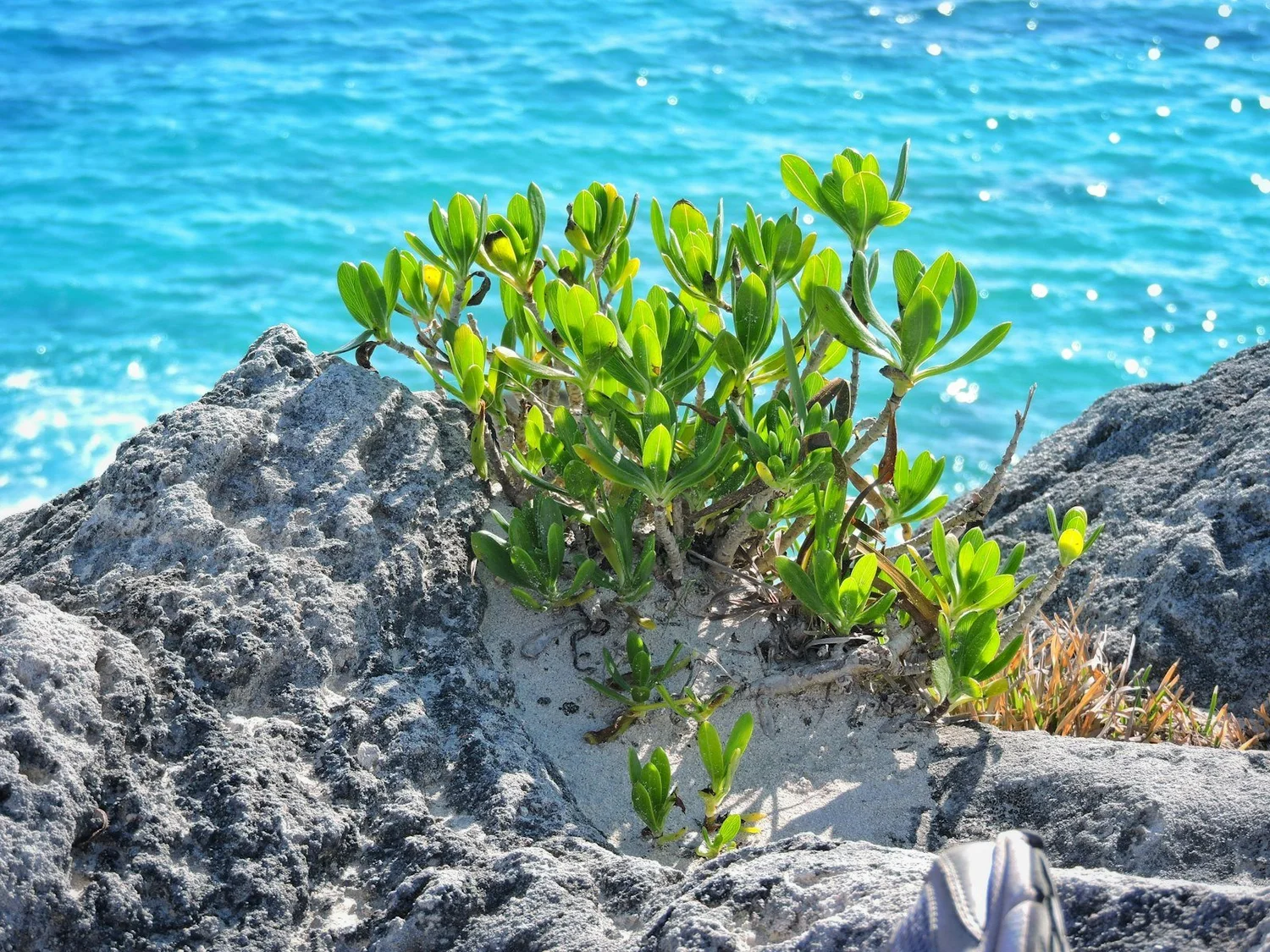 Bermuda beach view
