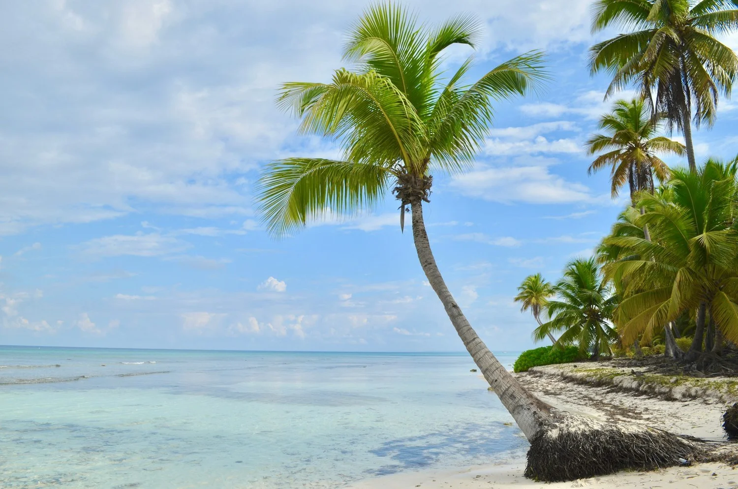 Caribbean palm beach view