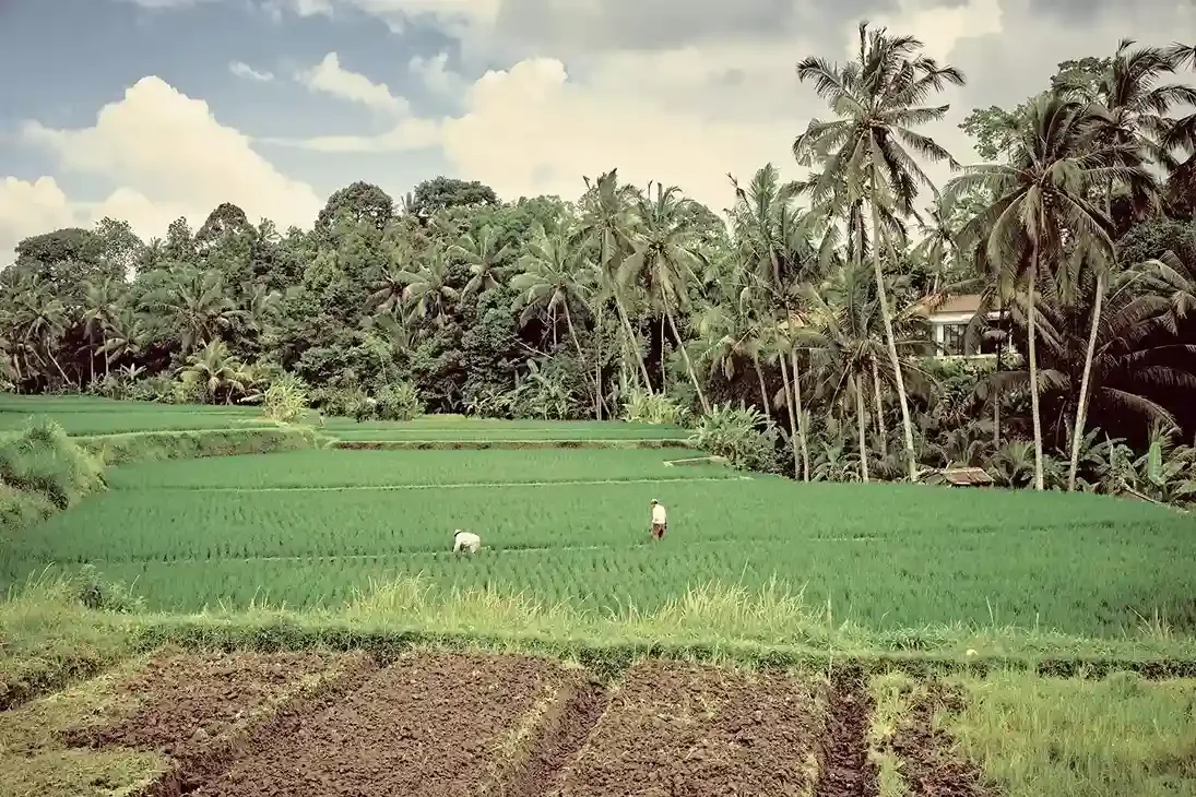 Terraced rice fields in the Ubud region of Bali, vivid green paddies in the valley