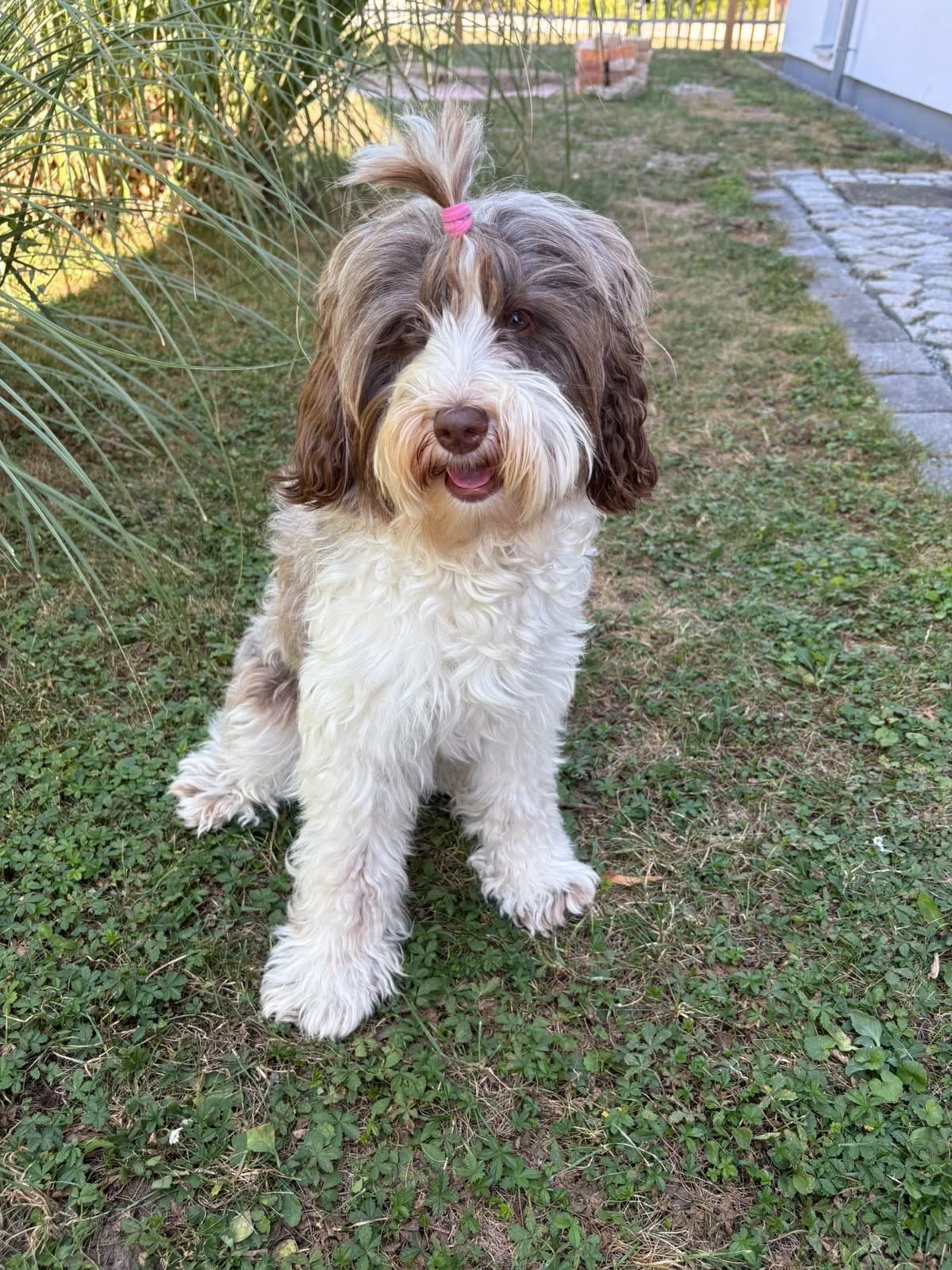 Rosie, Von der Vils Resonance Ruby