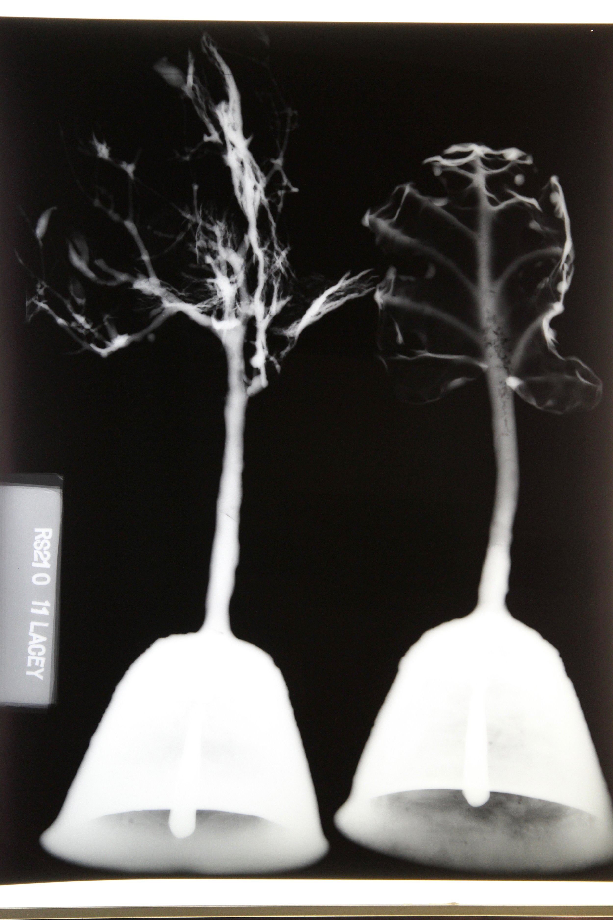 Tree Bell X-ray
