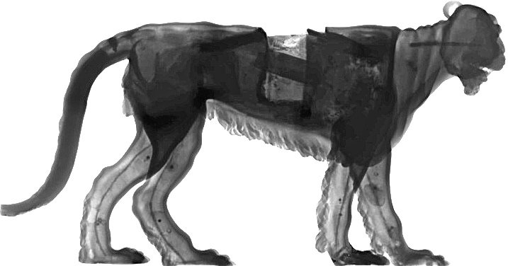 Panther X-ray