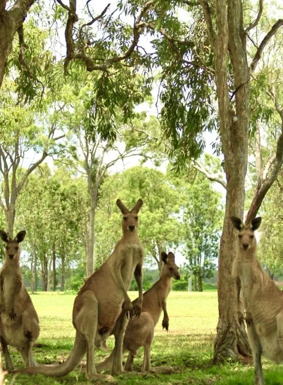 Wild kangaroos at dusk on the meadows at Boscobel