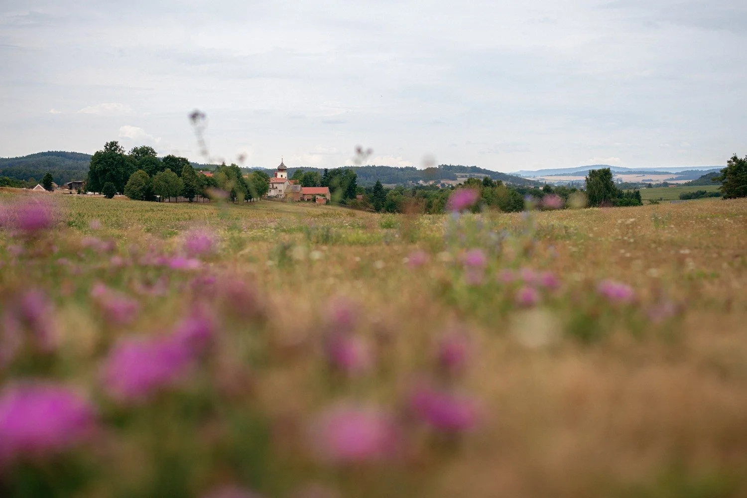 Rozkvetlá louka s růžovými květy se táhne k obzoru pod zataženou oblohou.