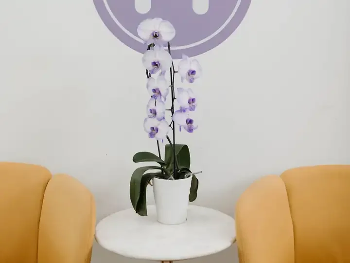 An orchid on a side table between two yellow chairs, under the MINTY logo