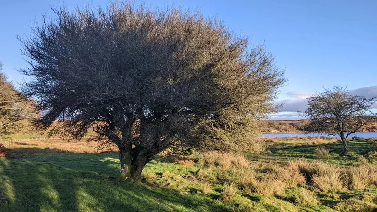 Crab Apple Action talk image