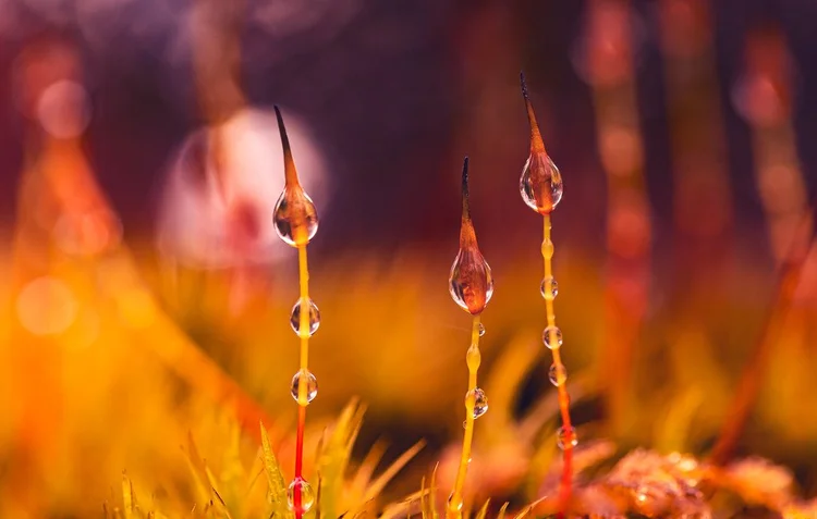 Morning Dew on Moss by Duncan mcNaught