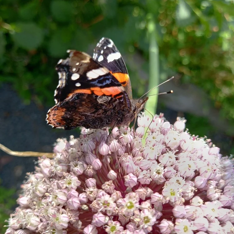 The last of the snowdrops