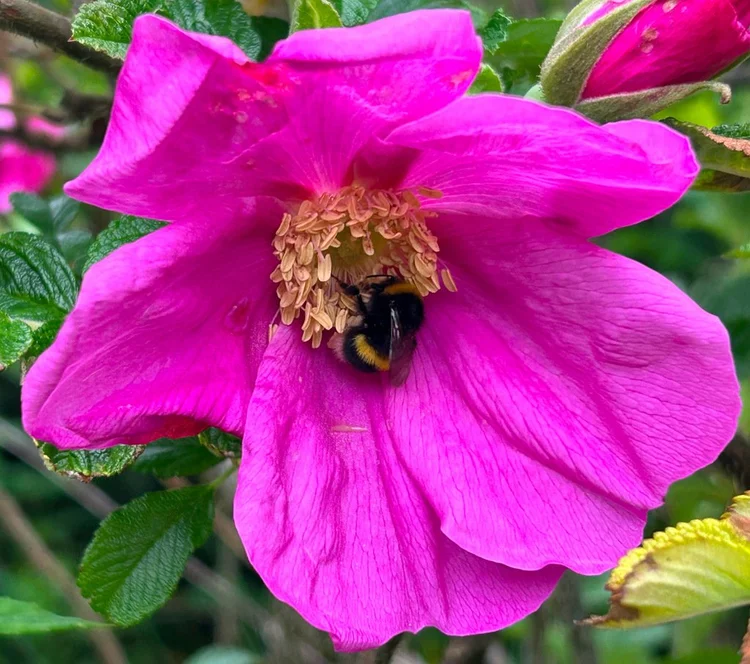 The last of the snowdrops