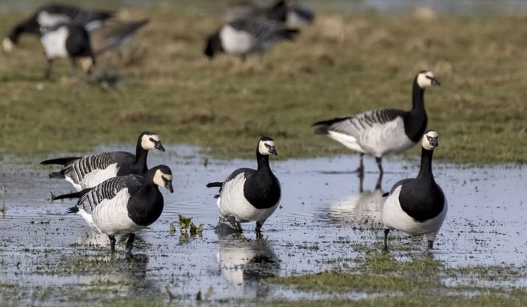 Ornithology monthly meeting