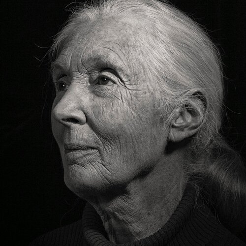 Jane Goodall Portrait