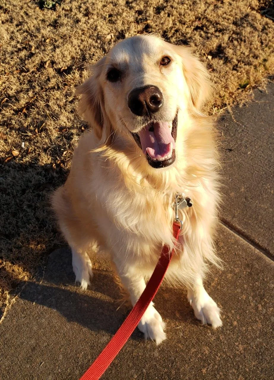 A friendly golden retriever on a leash in the sun