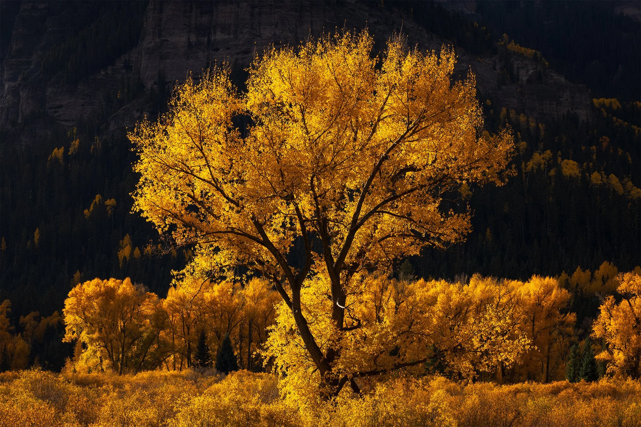 Golden cottonwood San Juan Mountains Colorado fall photography print by Lucian Manthey