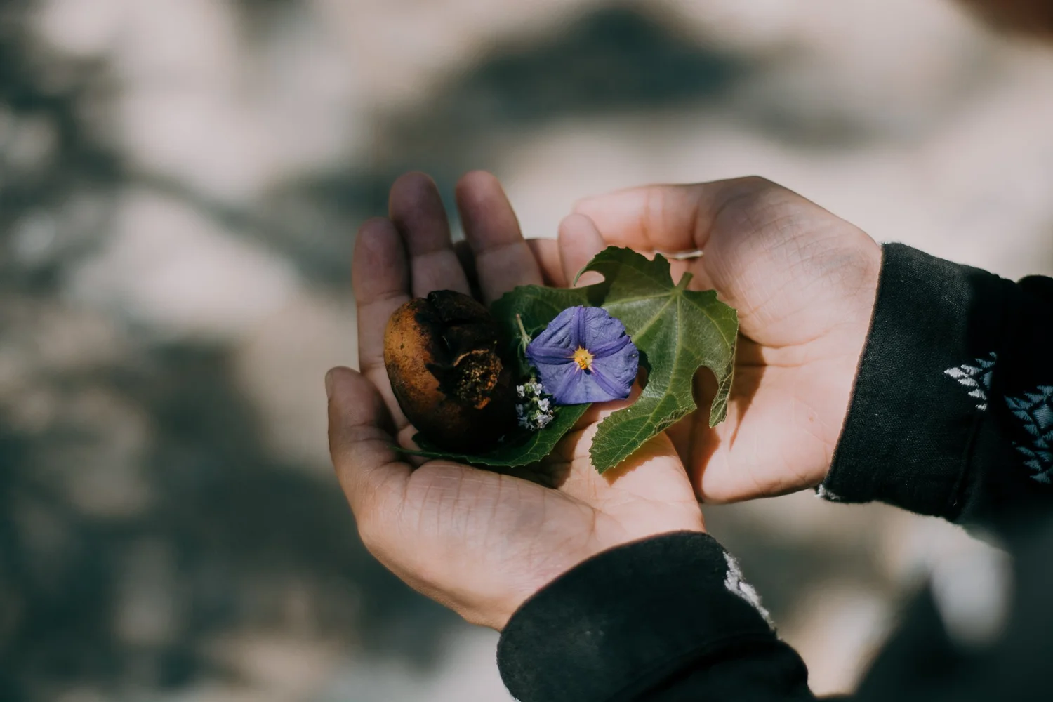 Cupped hands holding a flower and leaves