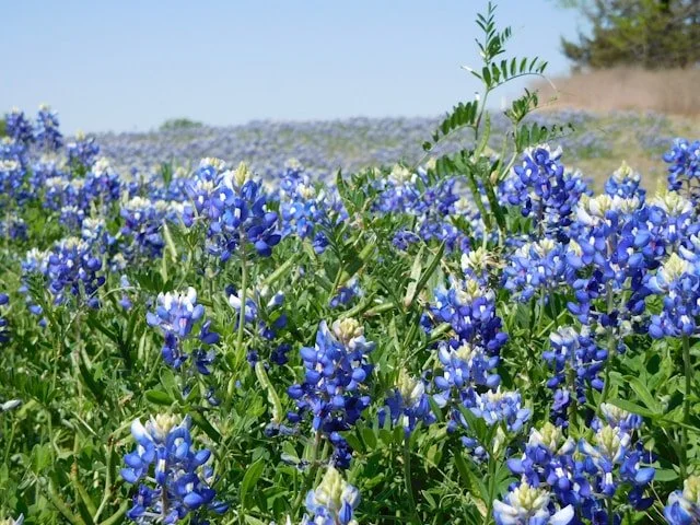 Bluebonnets and white wildflowers across a field in Irving, Texas