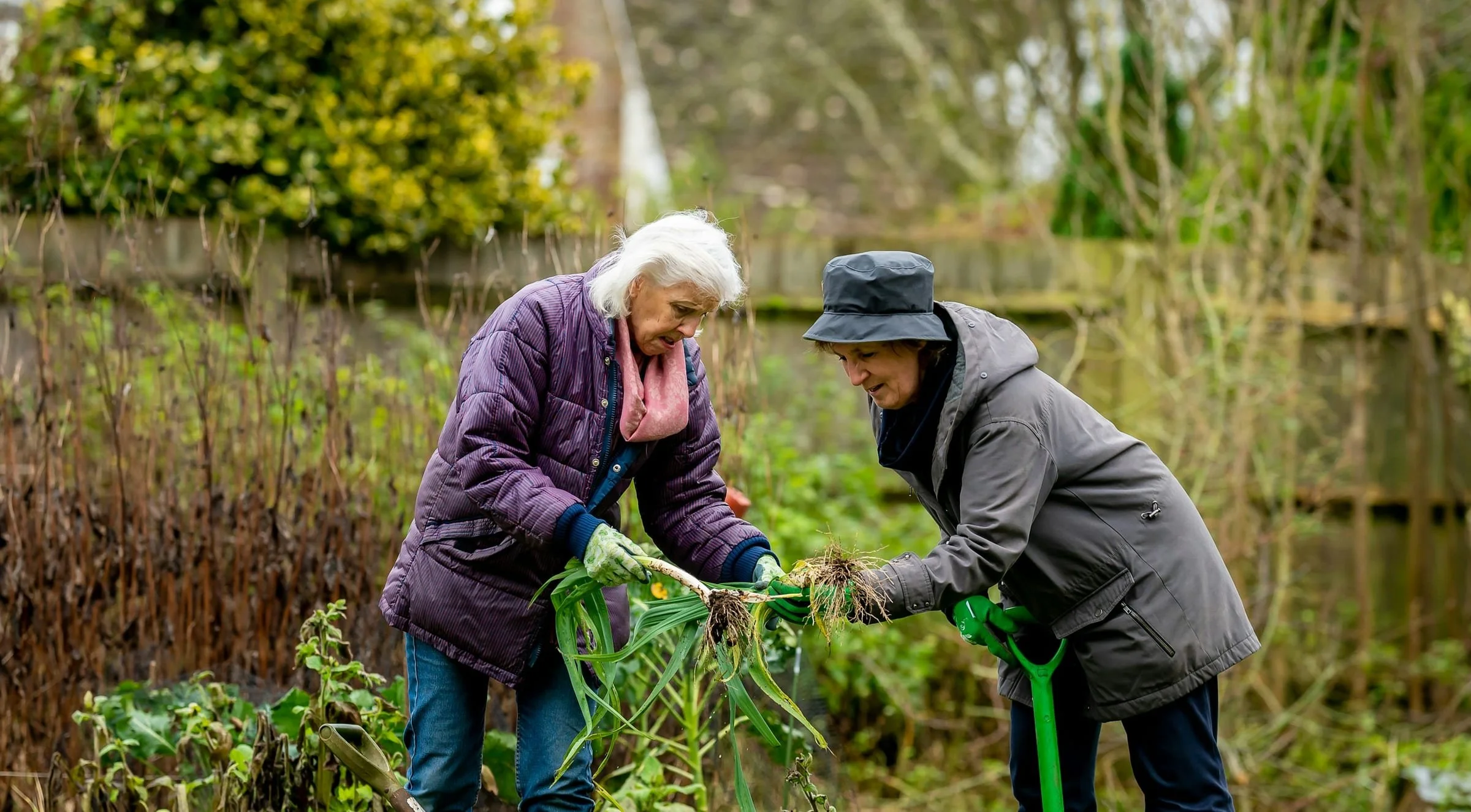 Two older women pulling plants together in a garden.