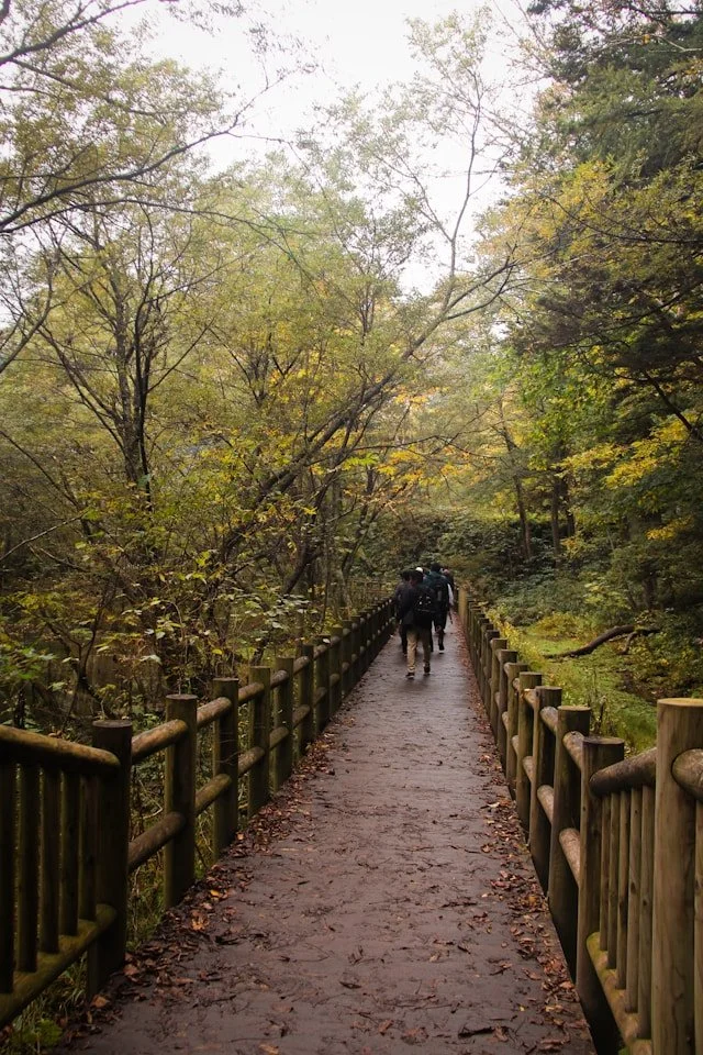 Older couple takes a steady walk on a wooded path