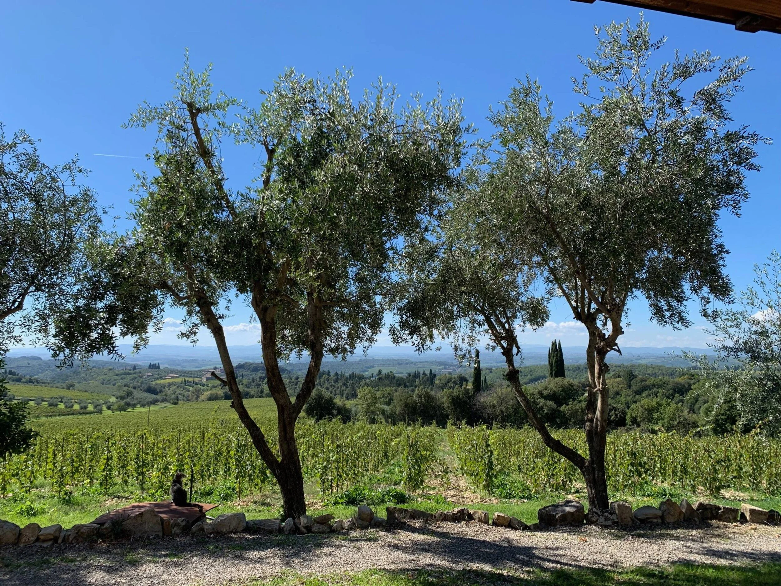 The rolling Chianti landscape near the house