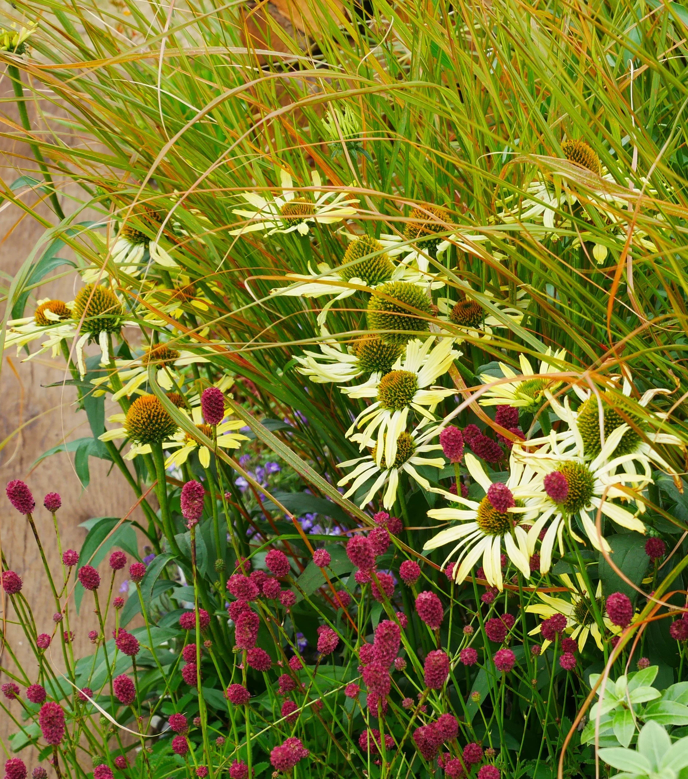 Close-up planting detail creating immersive garden atmosphere