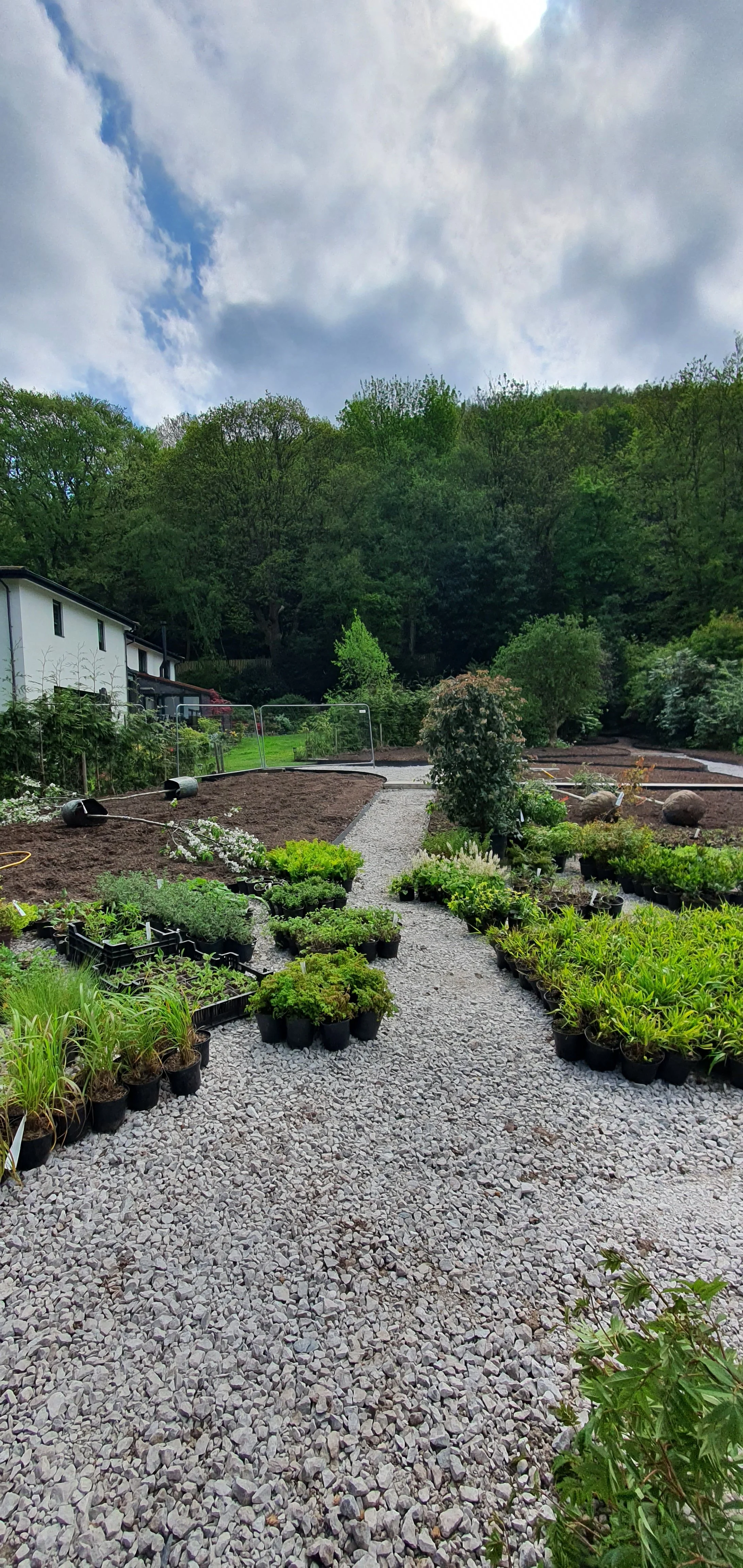 Textural planting being intalled in contemprary garden