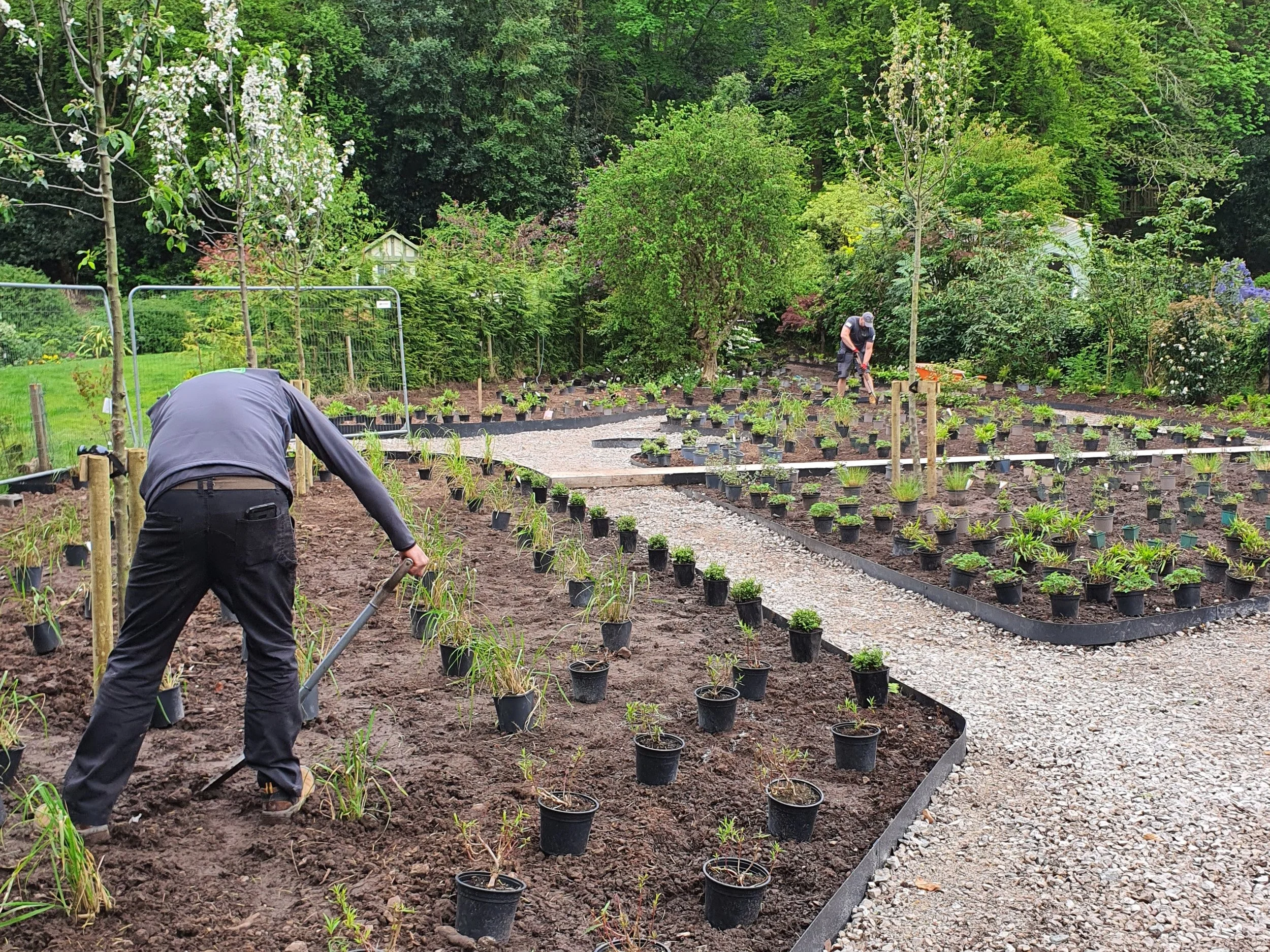 Garden construction in progress showing planting and layout implementation