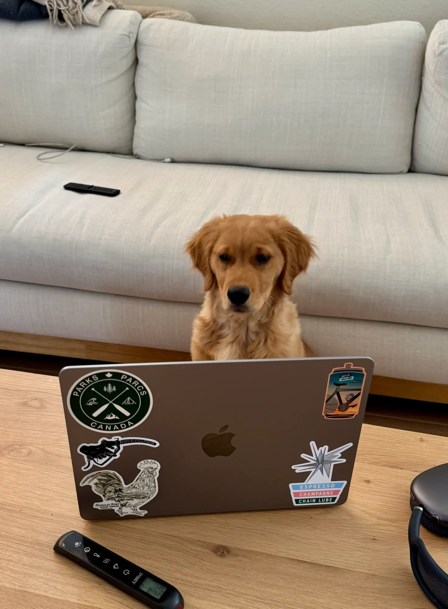 Golden retriever puppy peeking over a laptop on a coffee table