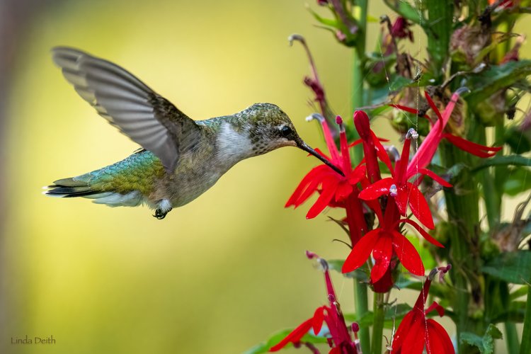 A Ruby-throated Hummingbird gathers nectar from a Cardinal Flower.