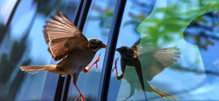 A bird with its wings spread wide is crashing into a window 