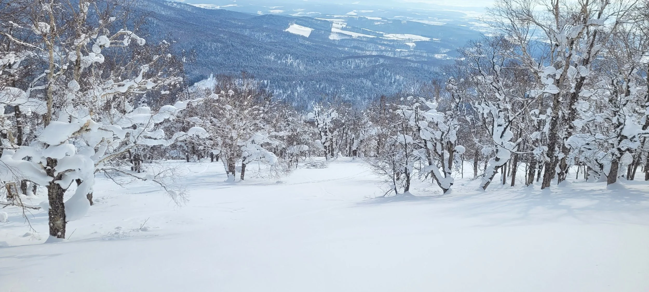 Ghost forest on a powder morning in central Hokkaido
