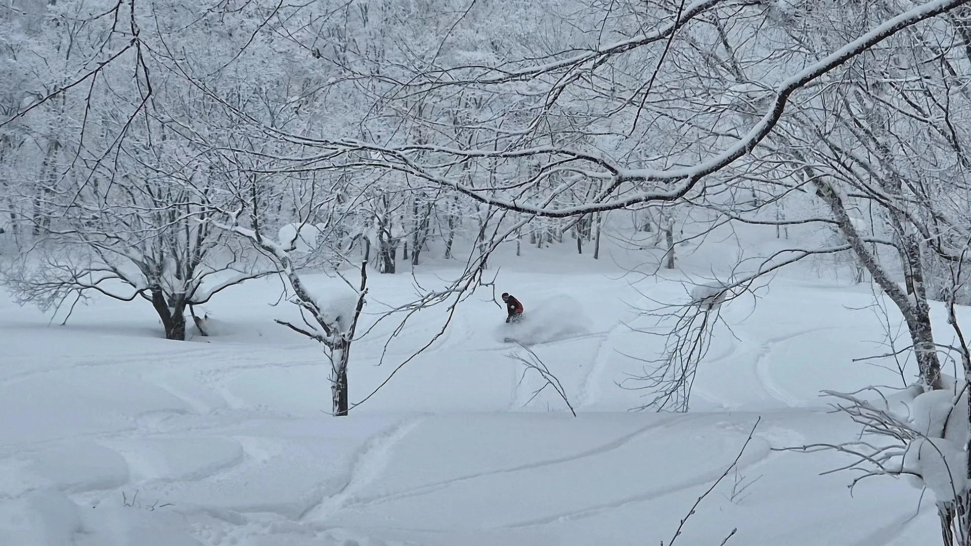 Skier in red charging through deep powder between the trees