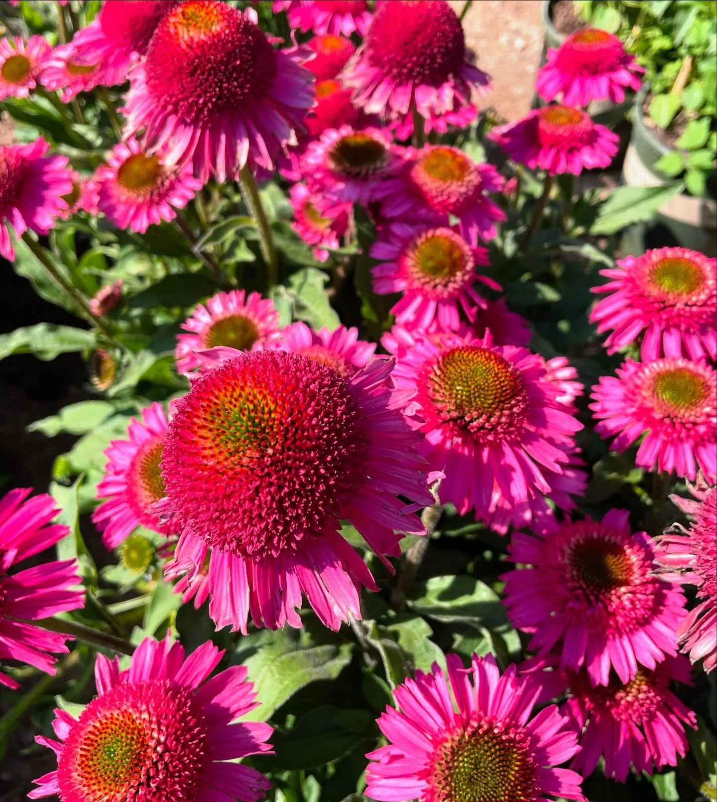 Pink blooms growing in a mountain nursery bed