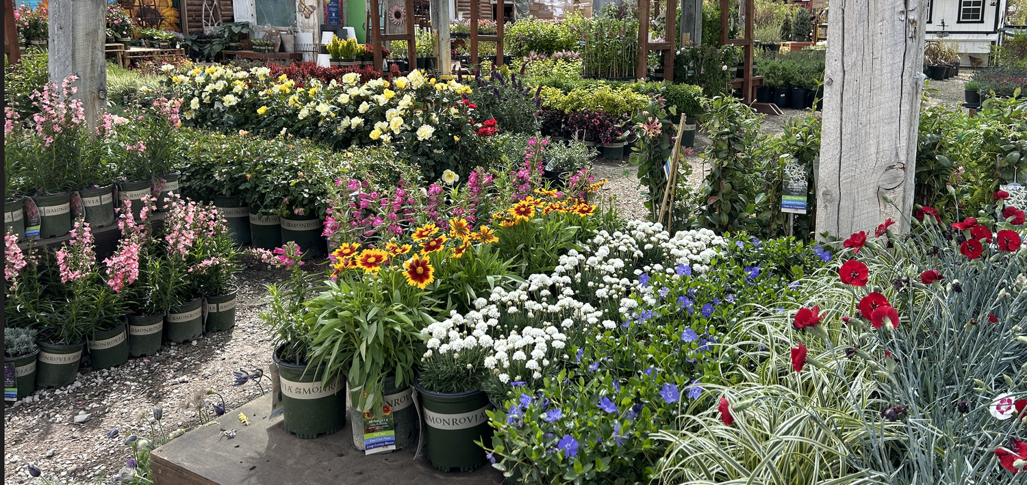 Landscape planting at Country Gardens and Nursery