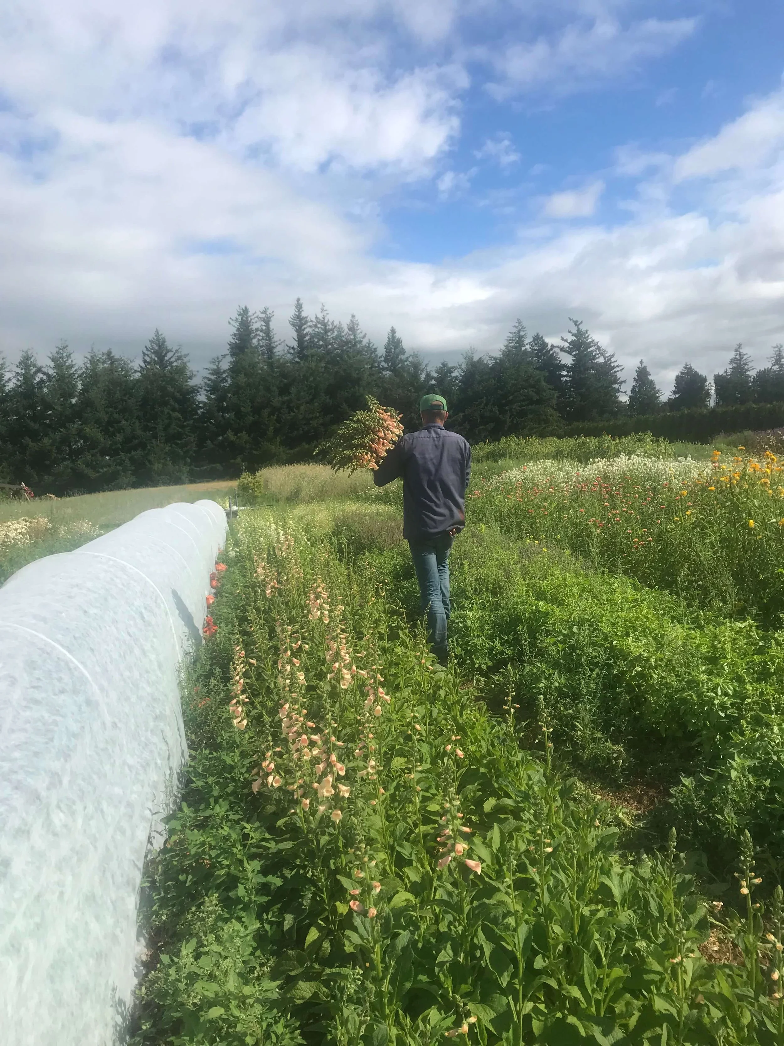 bellingham flower farm field peach foxglove harvest for Wedding florals