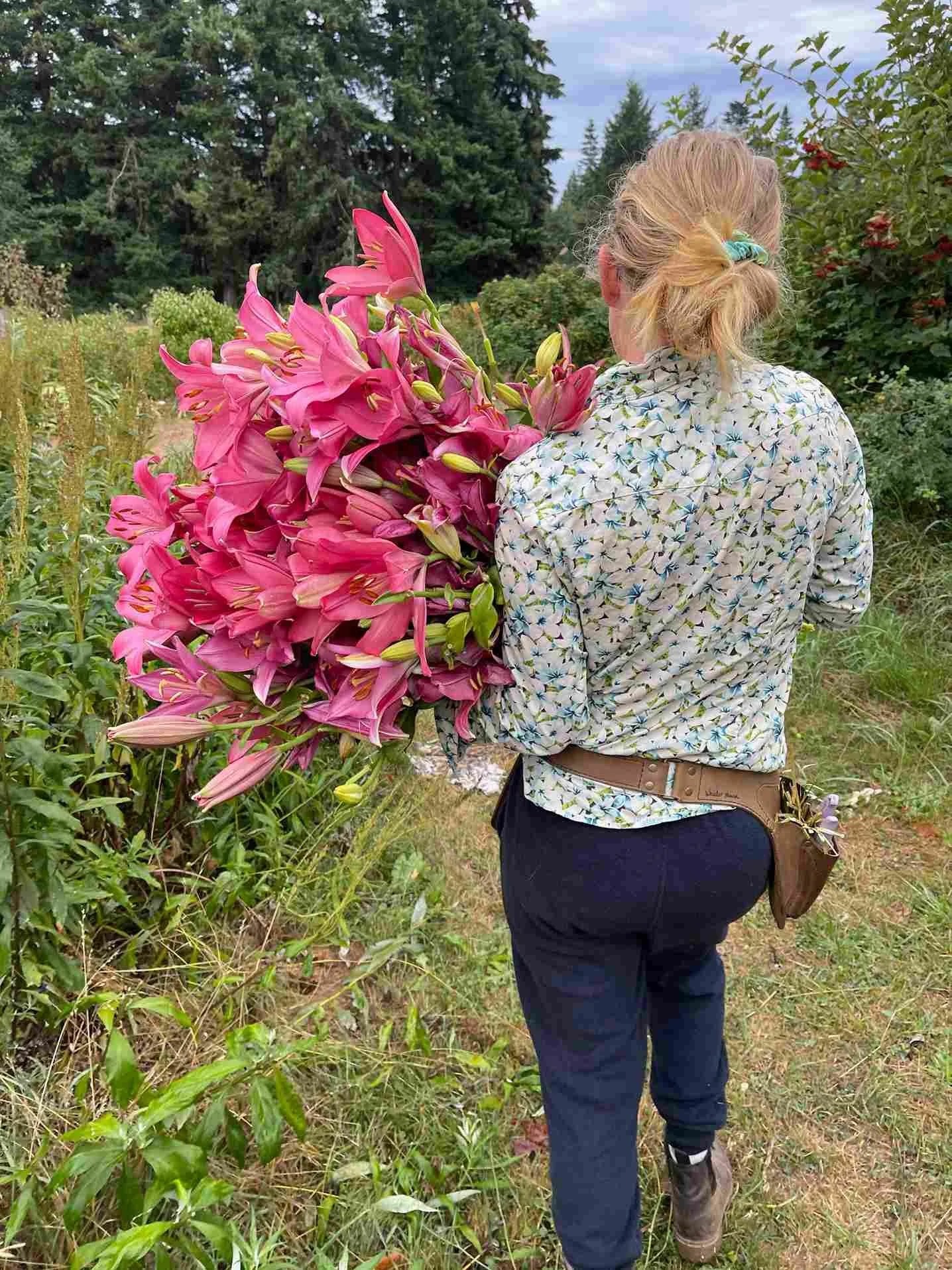 farmer working in a flower field with back to the camera and large armful of dark pink lilies in Bellingham Free Range Flowers