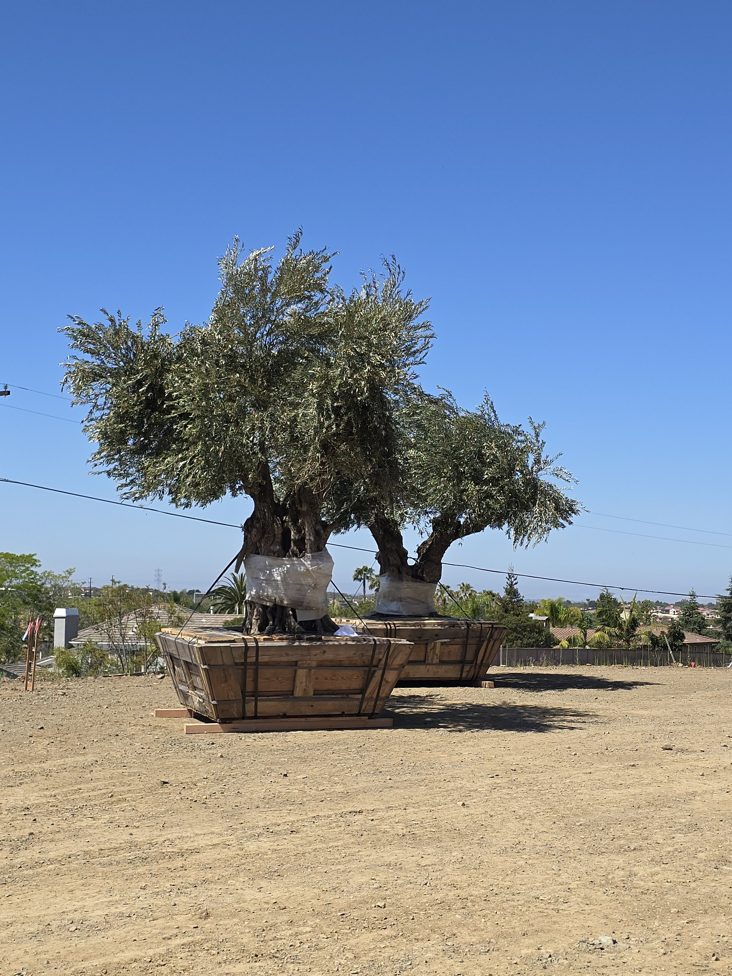 Solitary Olive Tree