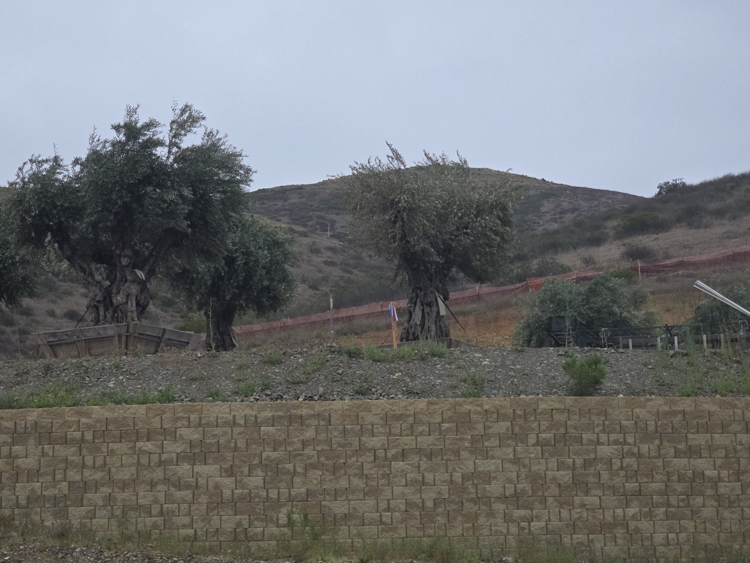 Rolling Hills & Olive Groves