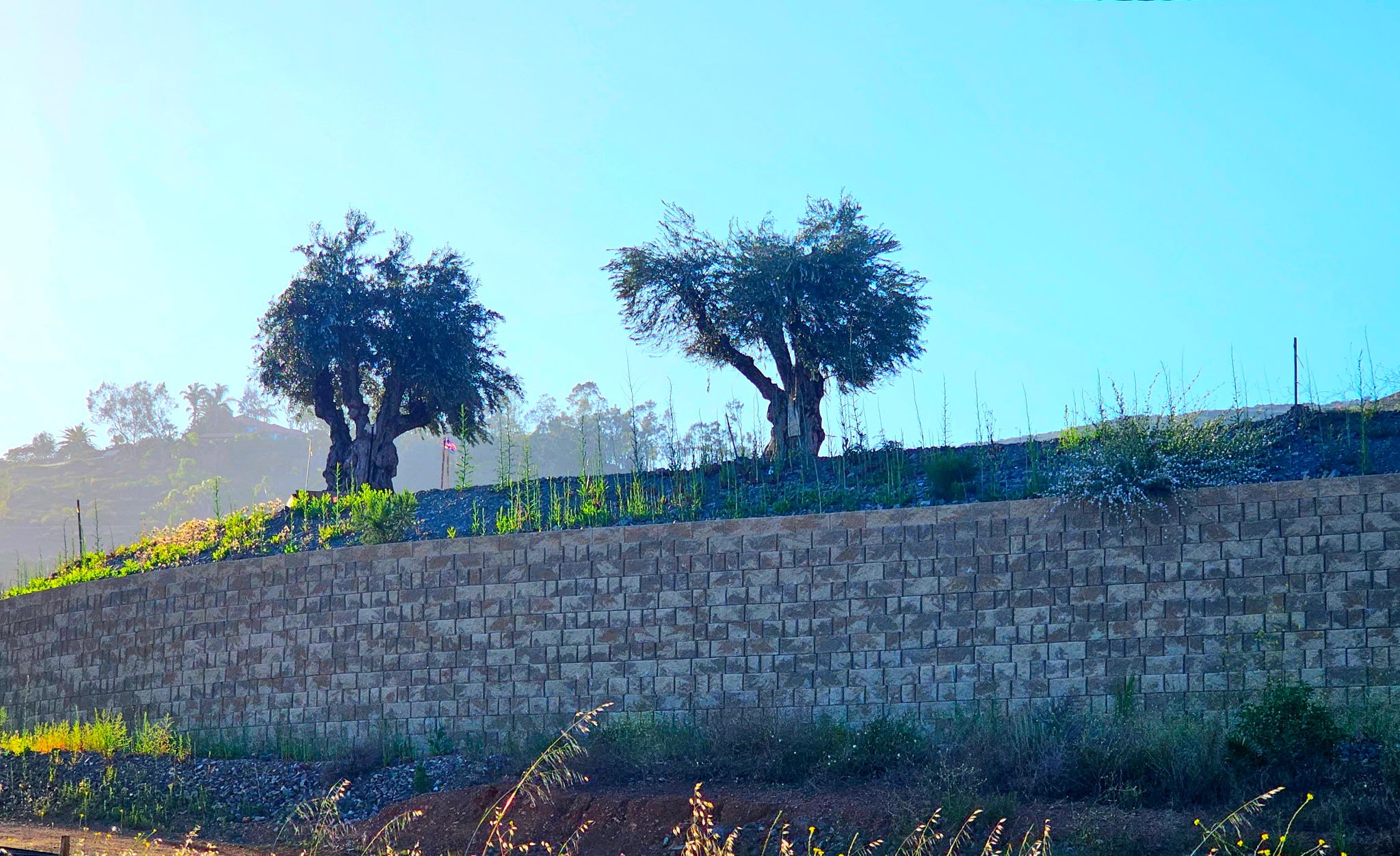Ancient Trees & Blue Skies